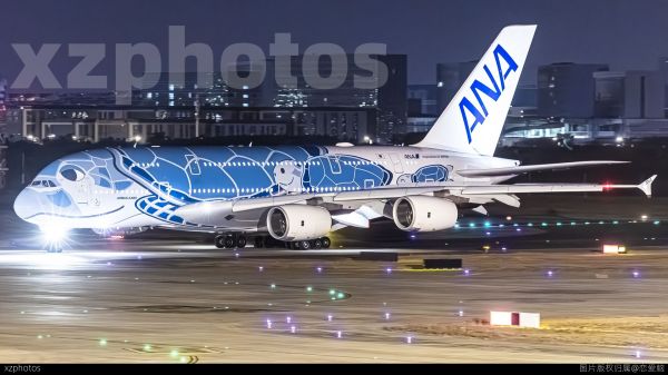 全日空蓝海龟抵厦